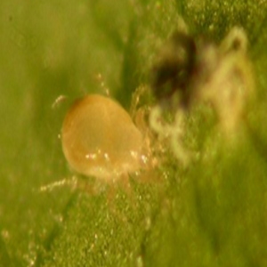 Amblyseius andersoni – Para control de la arañuela roja, ácaro rojo de frutales y de los cítricos