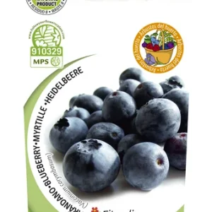 Planta de Arándano (Vaccinium corymbosum) en maceta de 2 litros