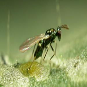 Diglyphus isaea. Para minadores de las hojas en hortalizas y crisantemo