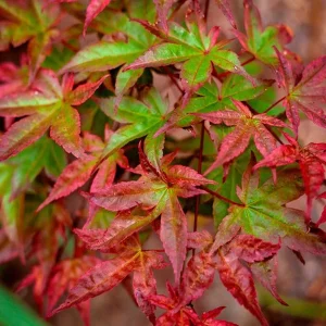 Acer Palmatum Beni-maiko (M-21)