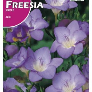 Bulbos de Freesias Simples color Azul (10 unidades)
