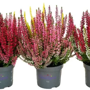 Cayuna tricolor en maceta M-11