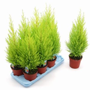Ciprés Goldcrest en maceta de 14 cm.
