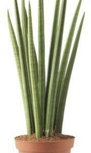 Sansevieria Cylindrica en maceta de 12 cm