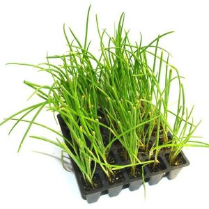 Plantel de Cebolla de Figueras en bandeja de 25 unidades