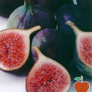 Árbol frutal Higuera negra (Ficus carica) de 2 años en cepellón con bolsa