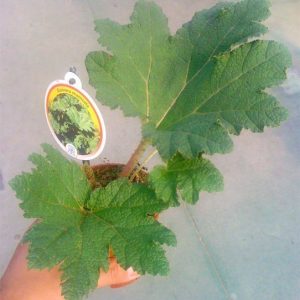 Gunnera Manicata en maceta de 13 cm.