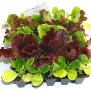Plantel de lechugas variadas en bandeja de 25 unidades