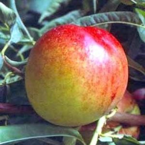Árbol frutal Nectarina Fairlana (Prunus nucipersica) de 2 años en cepellón con bolsa