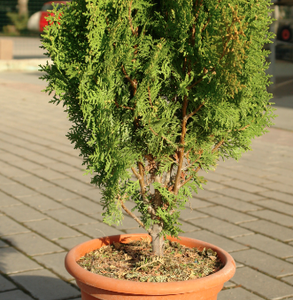 Tuja (Thuja Orientalis Aurea Nana) en maceta de 5 litros