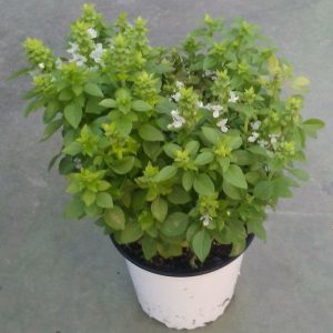 Albahaca antimosquitos Ocimum basilicum minimum en maceta de 11-13 cm