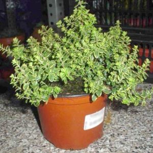 Tomillo Thymus citriodorus en maceta de 16 cm (2,5 litros)