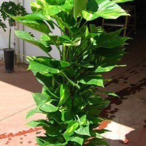 Pothos con tutor en maceta de 22 cm