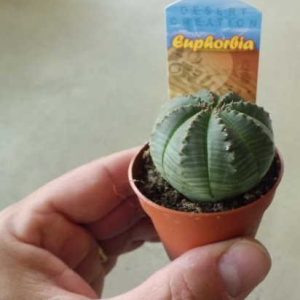 Cactus Euphorbia Obesa en maceta de 5,5 cm