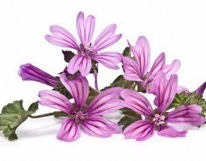 Bruma Botanical fragancia Malva de Boles d´Olor (10 ml.)