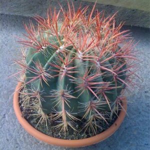 Cactus Ferrocactus en maceta de 20 cm. ø