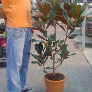 Magnolio (Magnolia grandiflora) en maceta de 5 litros