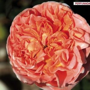 Rosal Rene Goscinny Meilland en rosapot de 2 litros
