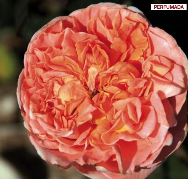 Rosal Rene Goscinny Meilland en rosapot de 2 litros