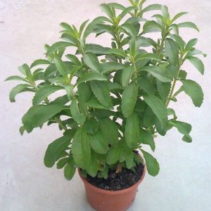 Estevia (Stevia Rebaudiana) en maceta de 16 cm. (2,5 litros)
