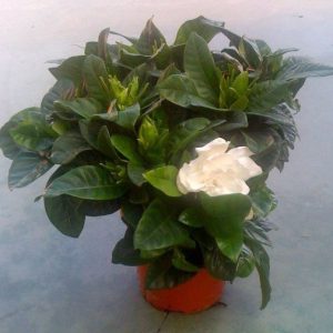 Gardenia (Gardenia jasminoides) en maceta de 13 cm
