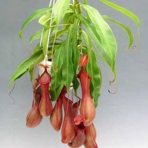 Planta carnívora Nepenthes Alata para colgar en maceta de 14 cm. ø