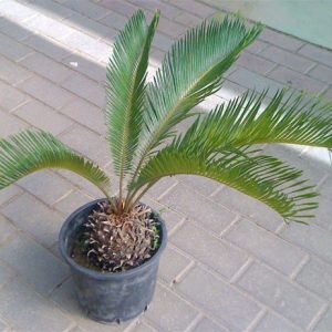 Palmera Cyca revoluta en maceta de 14 cm. ø