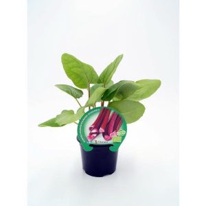 Ruibarbo (Rheum rhabarbarum) – en maceta de 11 cm