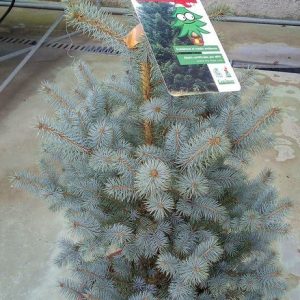 Abeto Picea Pungens en contenedor 80/100