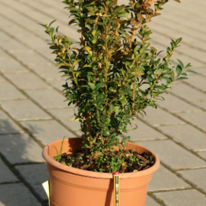Boj arbustivo (Buxus sempervivens) en maceta de 10 litros