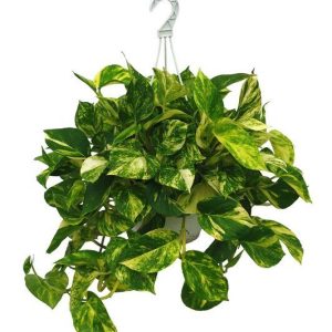 Pothos colgante (Epipremnum aureum) en maceta de 15 cm.