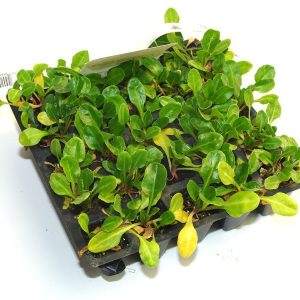 Plantel de pimiento italiano en bandeja de 12 unidades