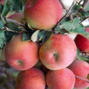 Árbol frutal Manzano Fuji (Malus Domestica) de 2 años en cepellón con bolsa