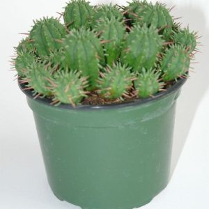 Cactus Euphorbia aggregata en maceta de 13 cm