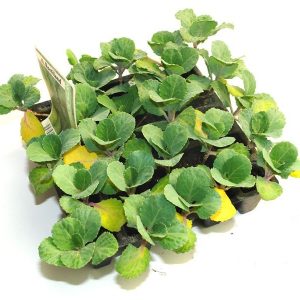 Plantel de Col de Milán en bandeja de 12 unidades