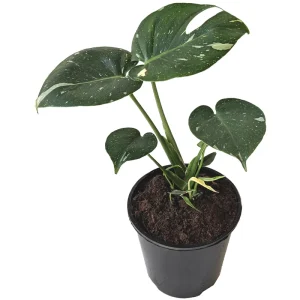 Monstera Thai Constellation M-12
