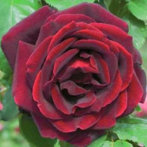 Rosal Botero Meilland en rosapot de 2 litros