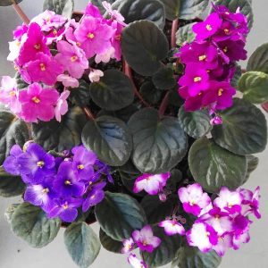Violeta africana (Saintpaulia) en maceta de 12 cm (colores variados)